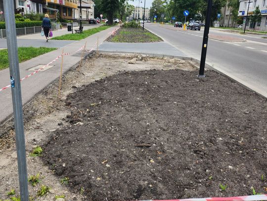 Chełm. Klątwa na Alei Piłsudskiego? Albo chaszcze, albo goła ziemia...