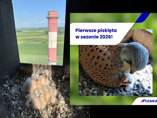 Zajrzyj do pustułek z zakładów Cemex. Tam niespodzianka - słodkie pisklaki [RELACJA NA ŻYWO!]