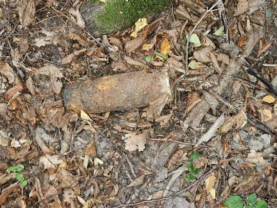 Zamiast prawdziwków – pocisk z wojny. Mieszkaniec Wojsławic miał nietypowe grzybobranie