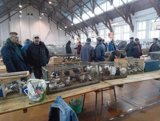 Zamość: Gołębie na wystawie. To wydarzenie potrwa trzy dni