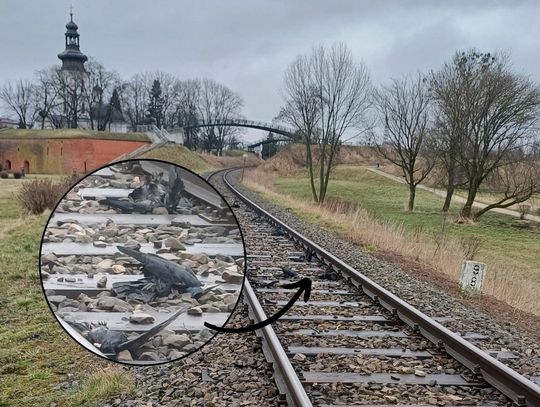 To nie ptasia grypa. Co zabiło kilkadziesiąt ptaków znalezionych przy torach?