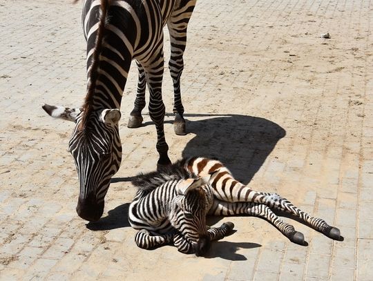 Zamość: Zebra urodziła się w zoo! Jeszcze nie ma imienia