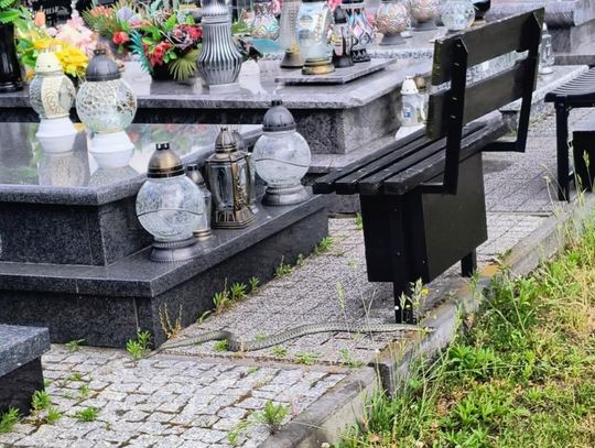 Zaskrońce na Cmentarzu Komunalnym w Chełmie. Internauci alarmują, MPGK uspokaja