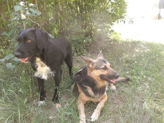 Zastrzelona na spacerze