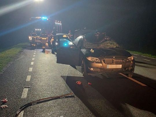 Zderzenie bmw z łosiem. Zwierzę nie przeżyło, kierowca i pasażerka w szpitalu