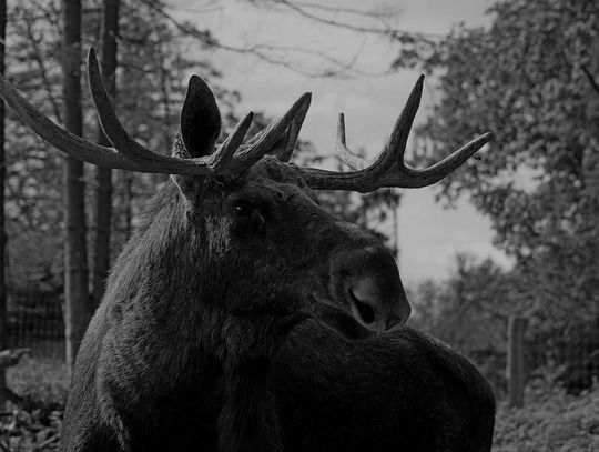 Zderzenie z łosiem. Kierowca cały. Zwierzę padło