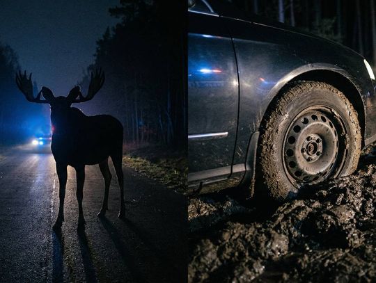 Zderzenie z łosiem, pułapka w błocie. Wzywano na pomoc włodawskich strażaków