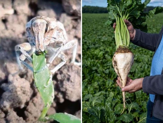 Zmiany klimatu sprzyjały żarłocznemu szkodnikowi