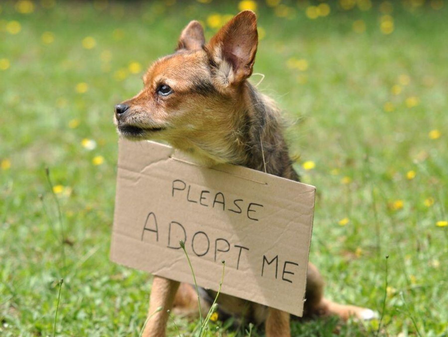 Adopcja psa lub kota? Tego najbardziej obawiają się Polacy