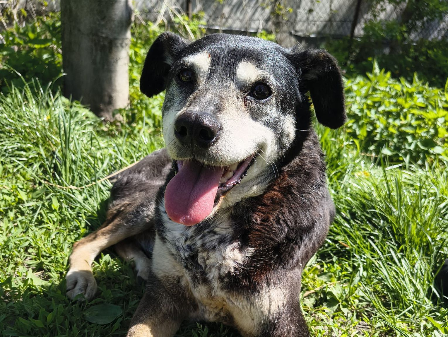 Chełm. Festyn z okazji "Światowego Dnia Zwierząt"
