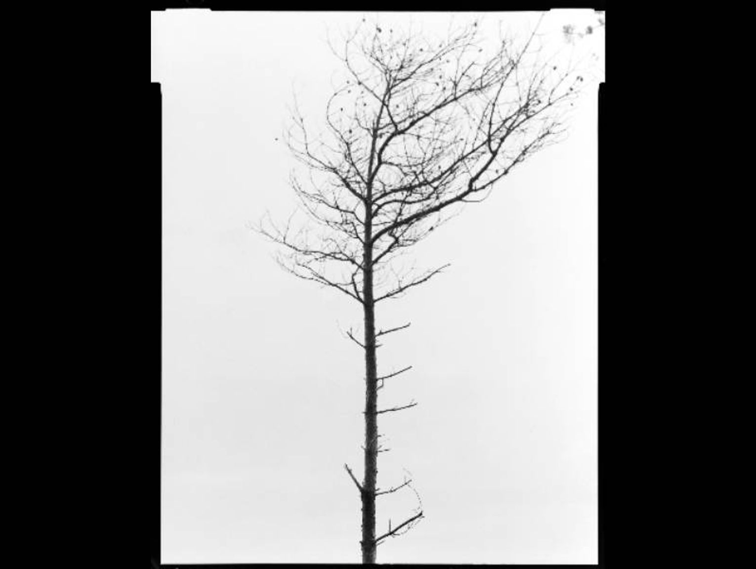 Chełm. Kontakty. Czas Natury. Czas drzewa