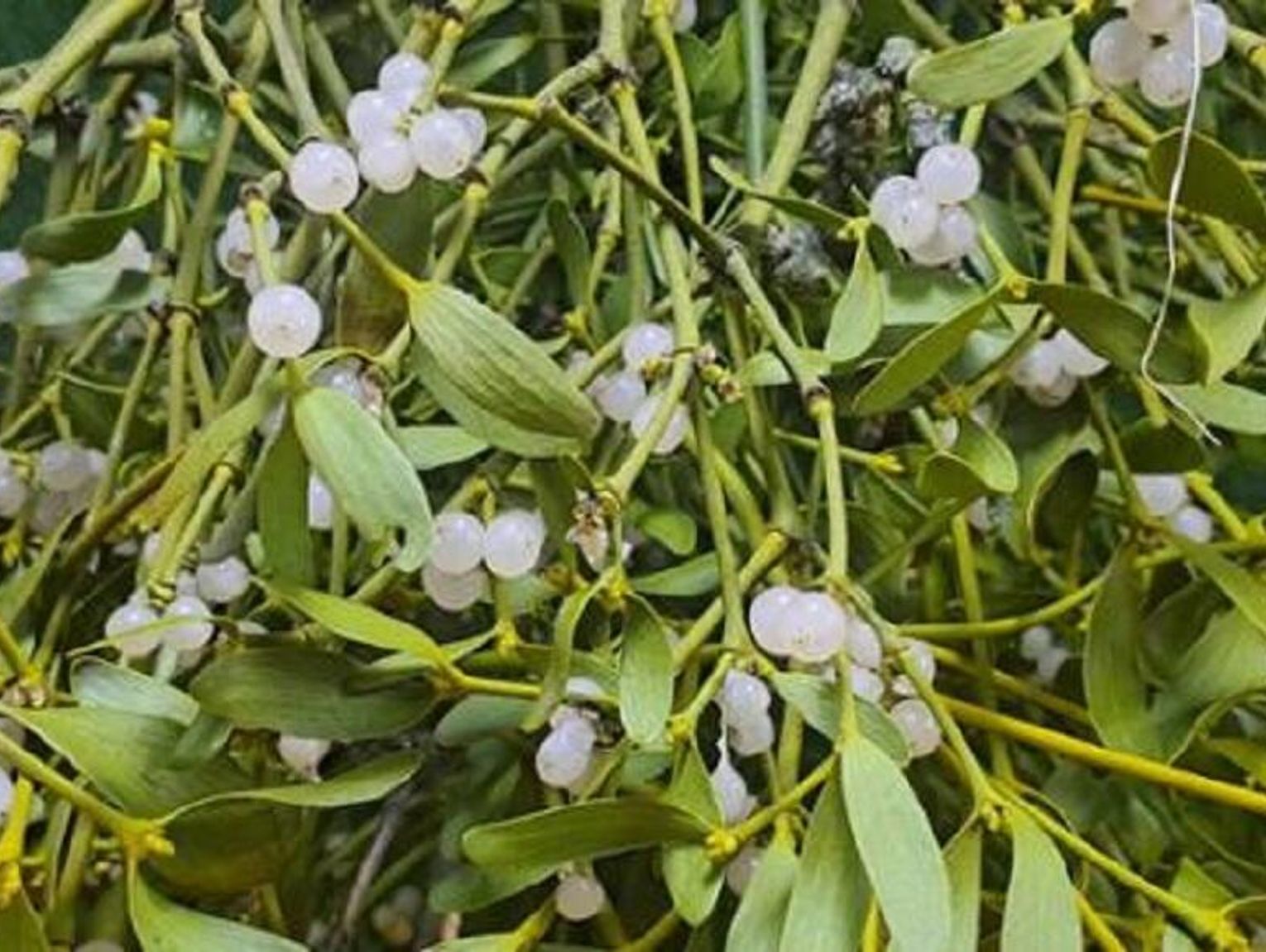 Chełm w walce z jemiołą. Miasto apeluje o wspólne działania