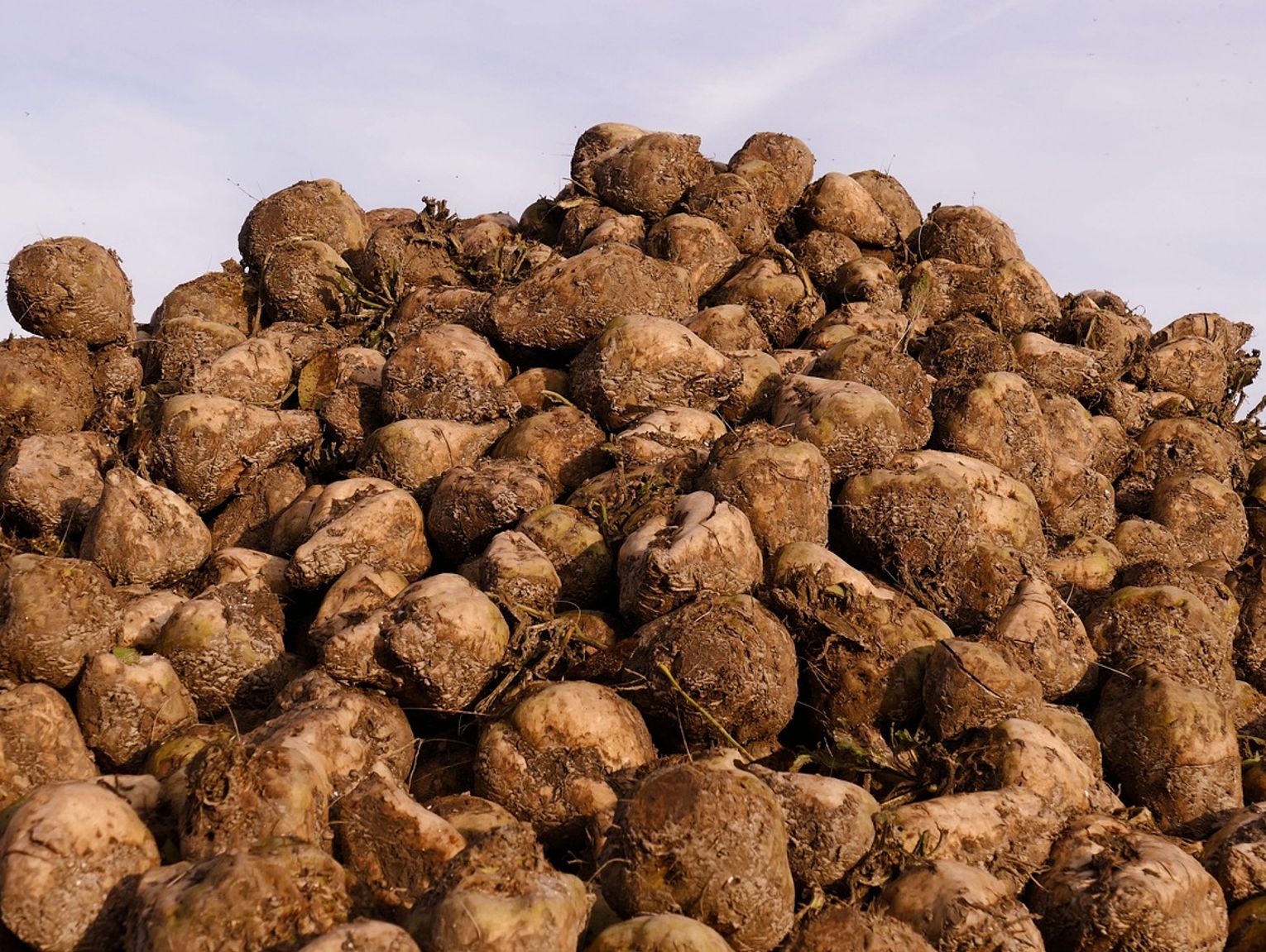 Cukrownia Werbkowice. Plantatorzy buraków nie będą zadowoleni. Nie takich cen oczekiwali w skupie