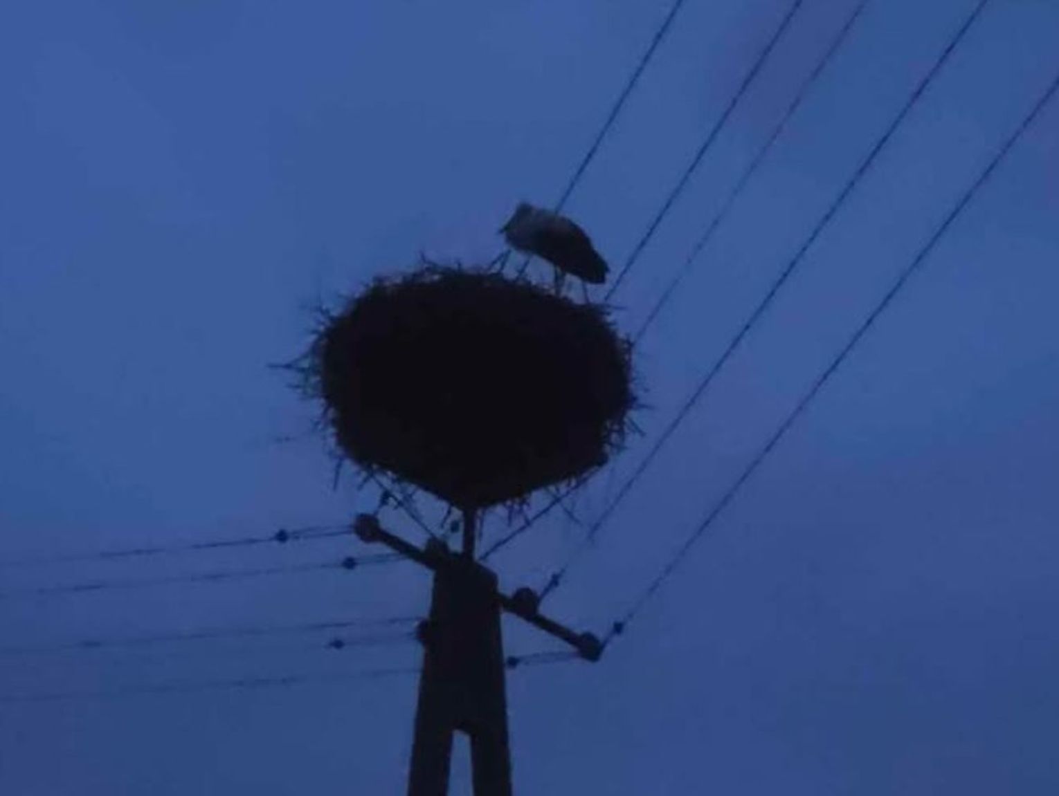 Czy ten bocian przetrwa zimę? Nie odleciał do ciepłych krajów