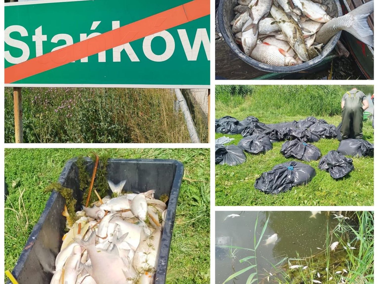 Gm. Chełm. Przełom w sprawie masowego śnięcia ryb w zbiorniku w Stańkowie. Prokuratura wznawia śledztwo