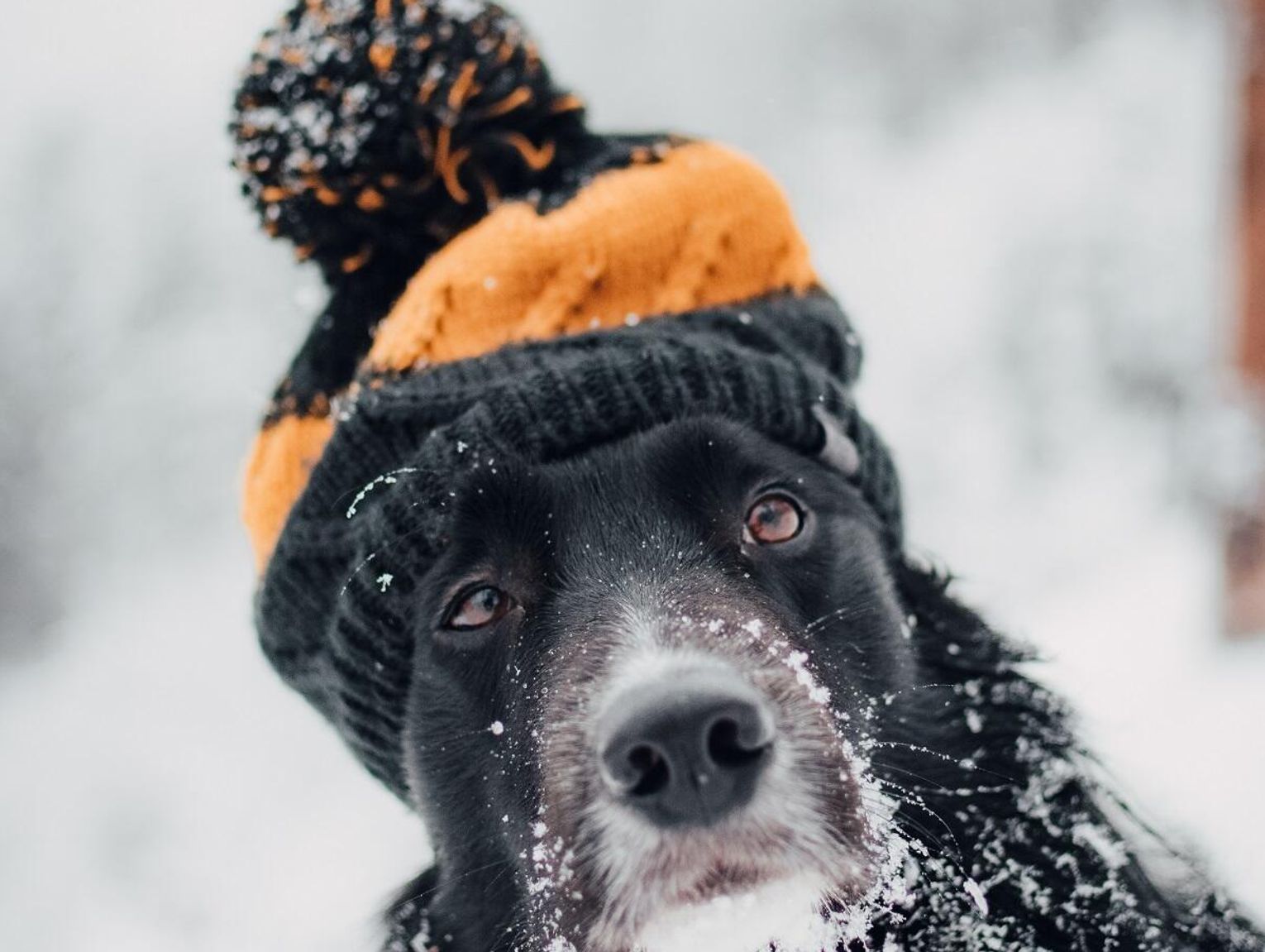 Gm. Fajsławice. Pomóżmy zwierzakom przetrwać zimę