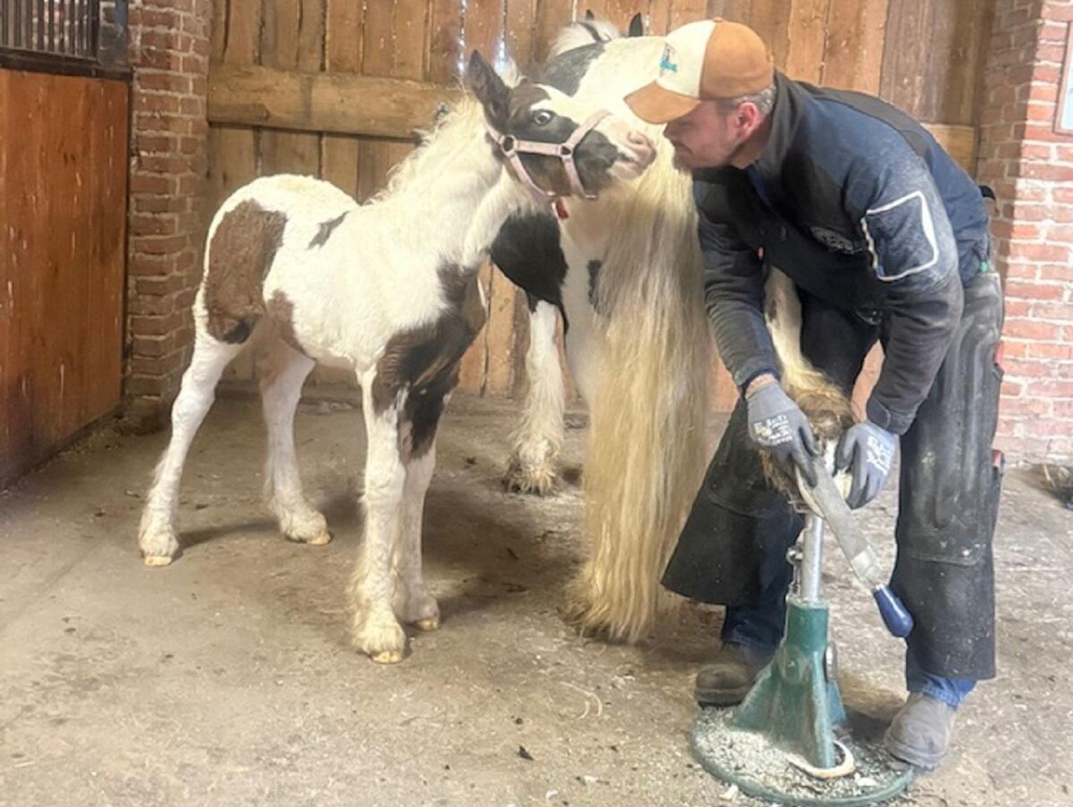 Gm. Kamień. Marcin Cimek - kowal uzdrowiciel. Nie tylko od końskich kopyt, ale też od duszy [GALERIA ZDJĘĆ]