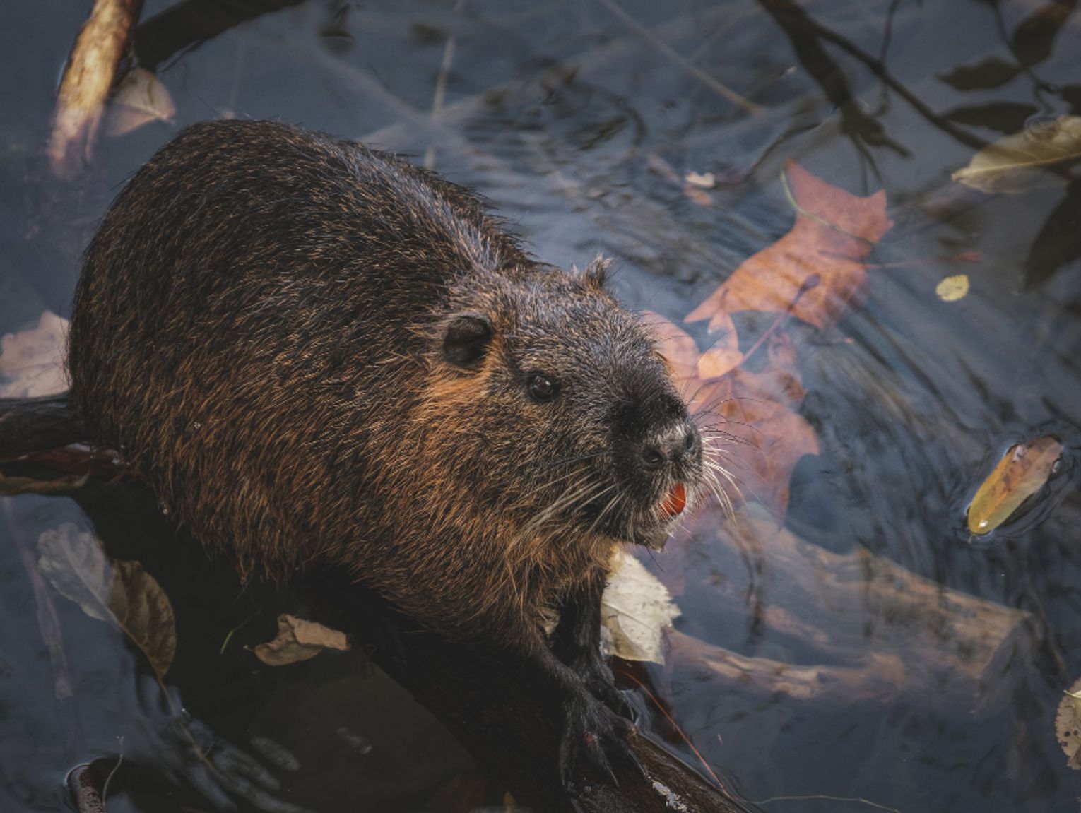 Gm. Kamień. Walkę z bobrami biorą na siebie. Państwowej instytucji brakuje pieniędzy