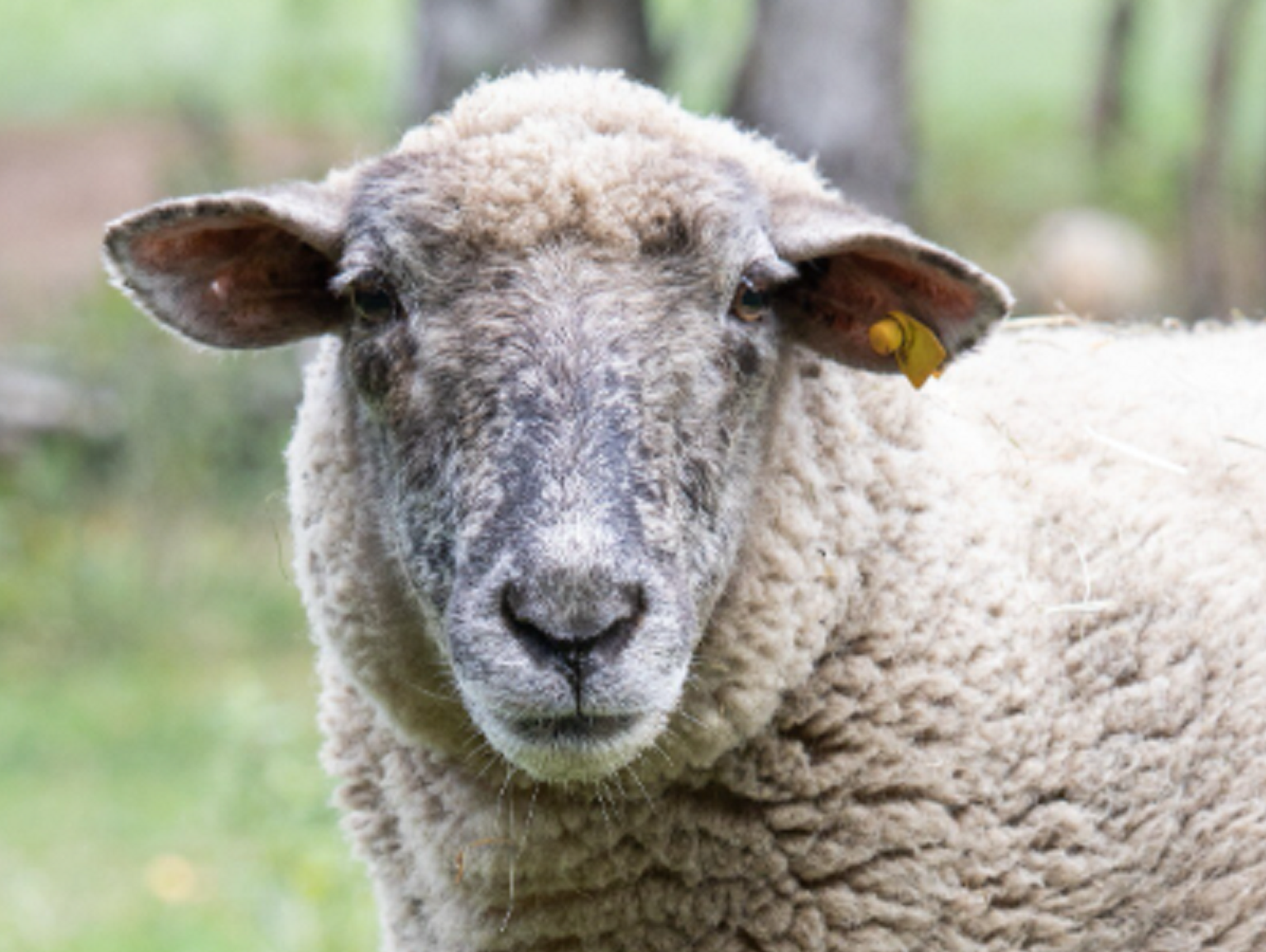 Gm. Rejowiec Fabryczny. Owce padły i służby wyjaśniają dlaczego