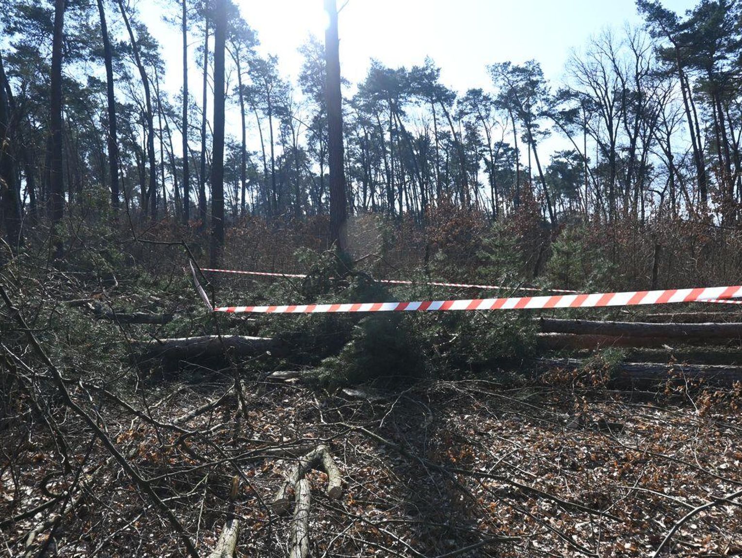 Gm. Rejowiec. Tragiczny wypadek podczas wycinki drzew