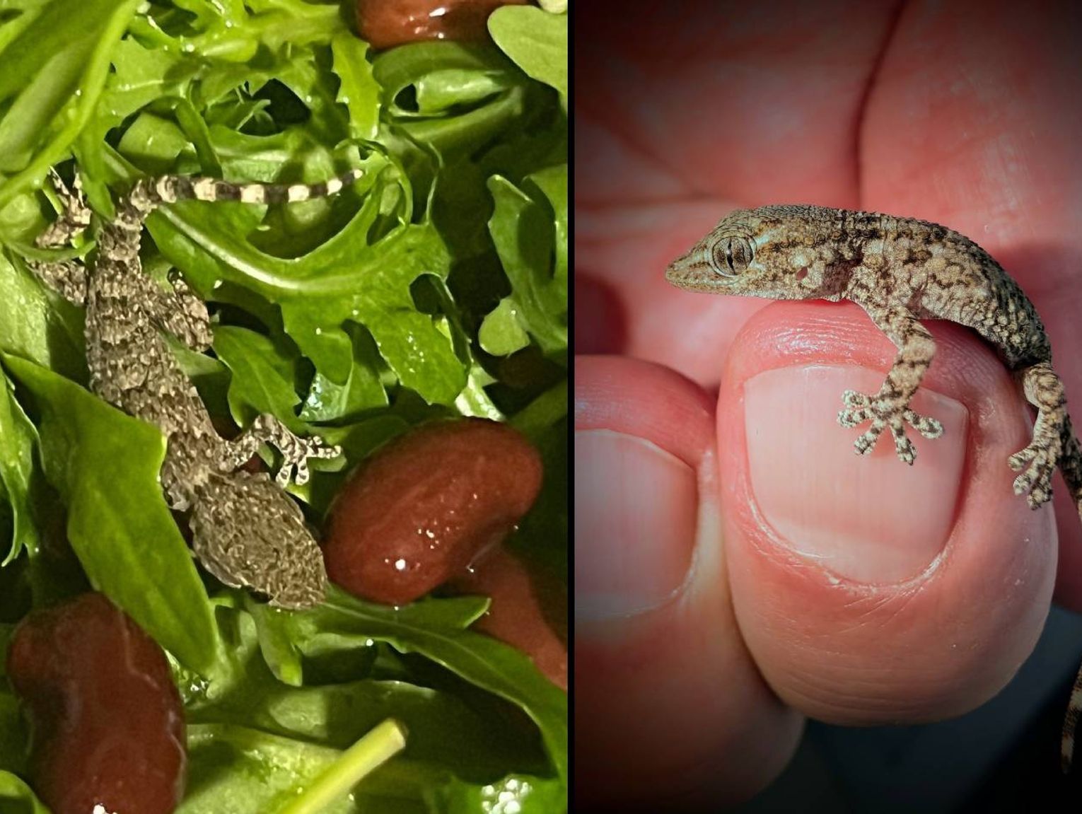Gekon zamieszkał w rukoli. Omal nie trafił do sałatki pani Karoliny z gminy Siedliszcze