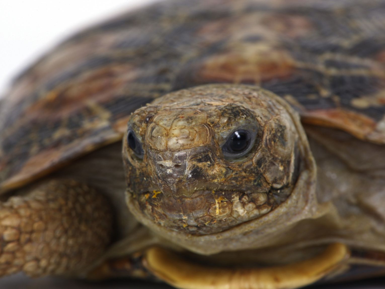 Gm. Siedliszcze. Pójdą w ślady miasta Chełm? Kiedy i gdzie pojawią się „żółwiki”?