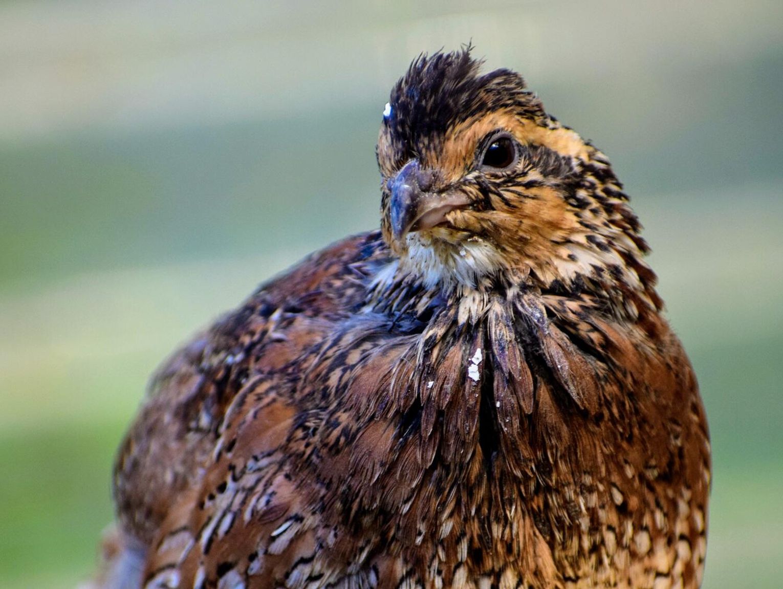 Gm. Stary Brus. Radni dyskutowali o planowanej budowie fermy drobiu