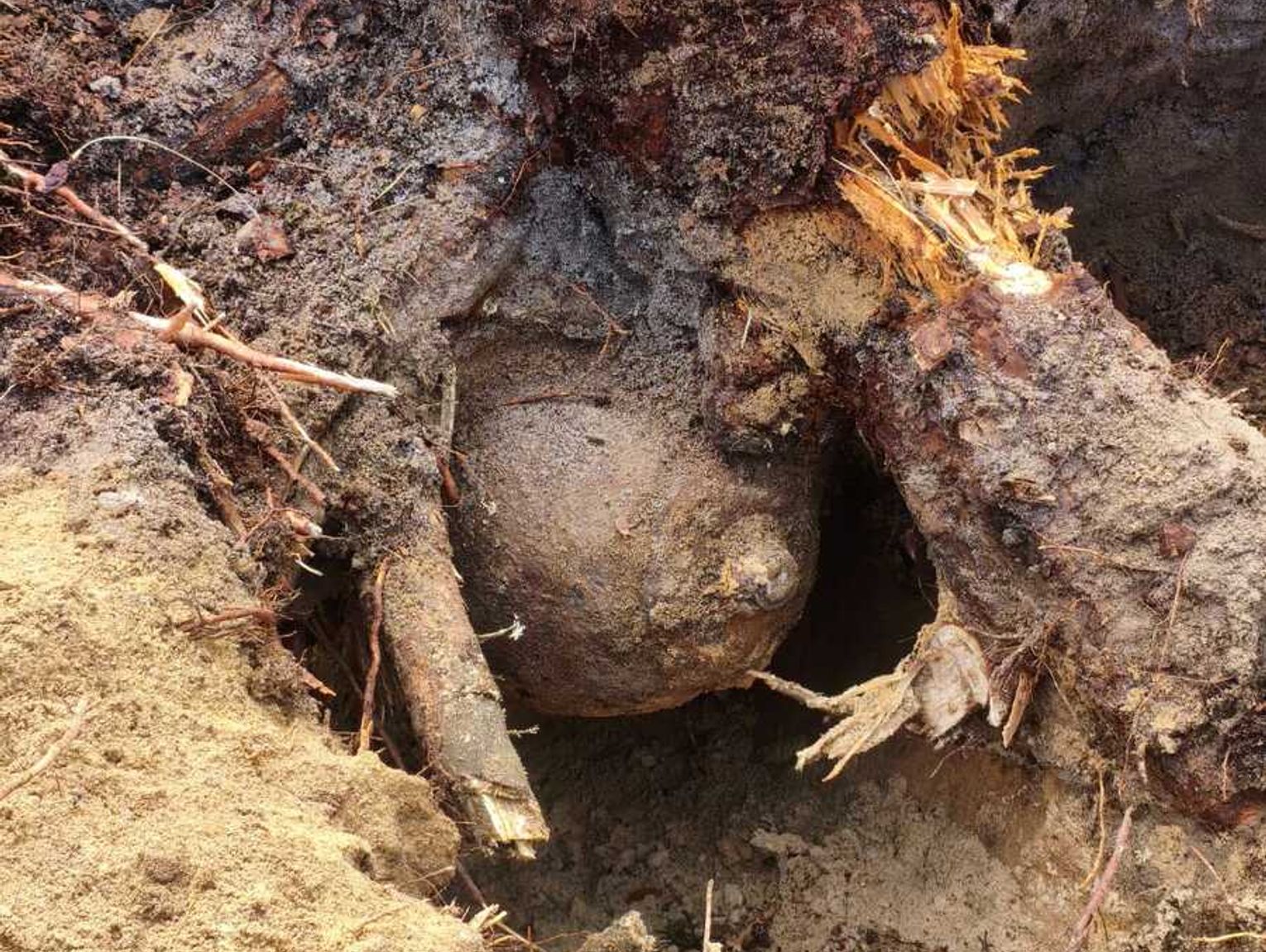 Gm. Włodawa. Niemal metrowa bomba z czasów wojny znaleziona między korzeniami drzewa