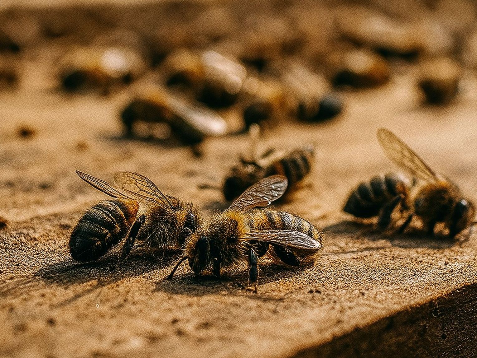 Gm. Włodawa. Podejrzenie zgnilca amerykańskiego pszczół. Wyznaczono obszar zapowietrzony