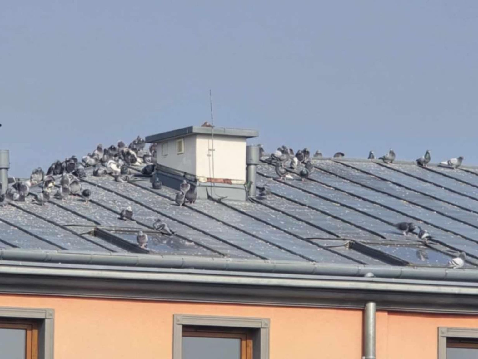 Gm. Wojsławice. Z budynku cerkwi przesiadły się na ratusz. Gołębie dają się samorządowcom we znaki