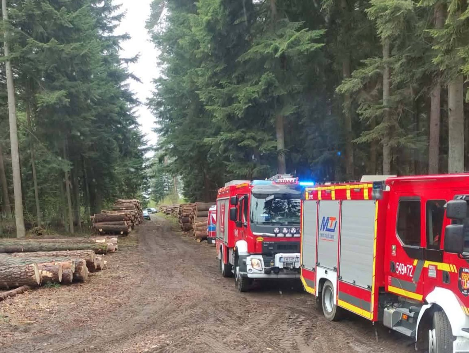 Śmierć w lesie. 43-latka przygniotło drzewo