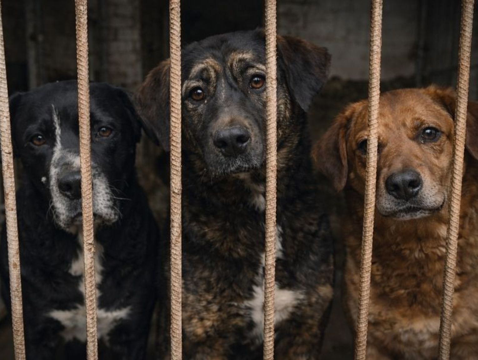 Kontrola weterynarii w chełmskim schronisku. Dokumenty ujawniają skalę nieprawidłowości