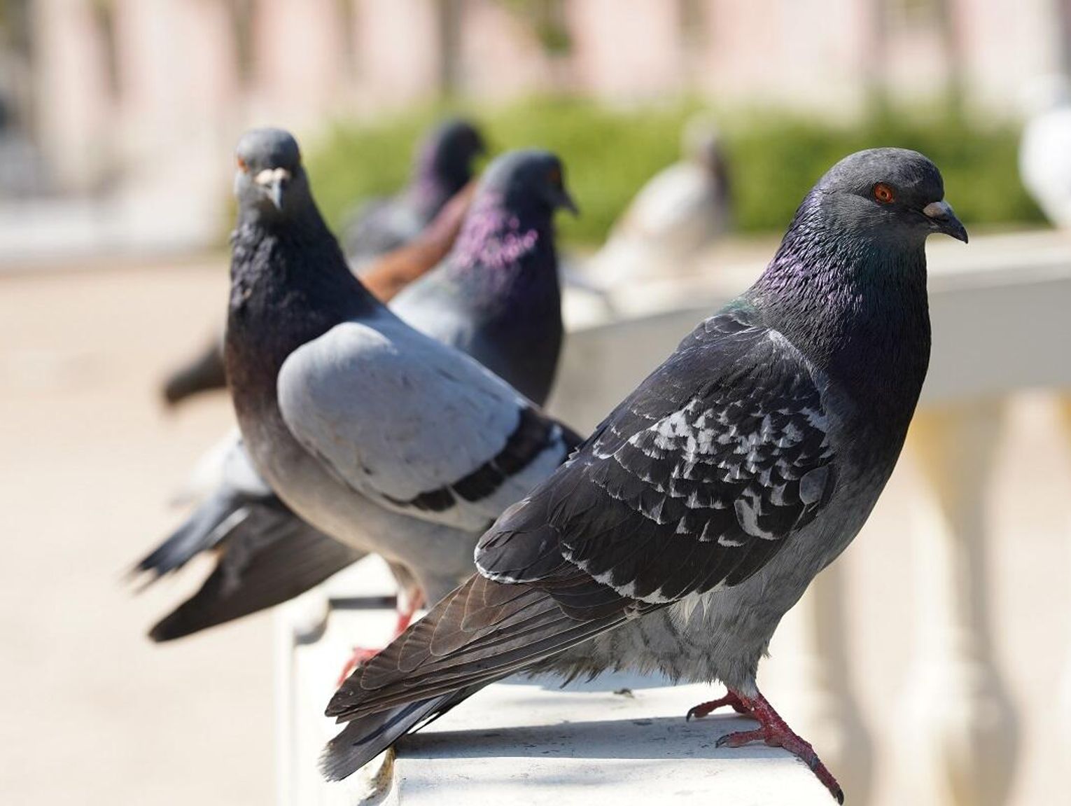 Krasnsytaw. Rynek i jego naturalni „mieszkańcy”. Problem czy znak, iż miasto żyje?