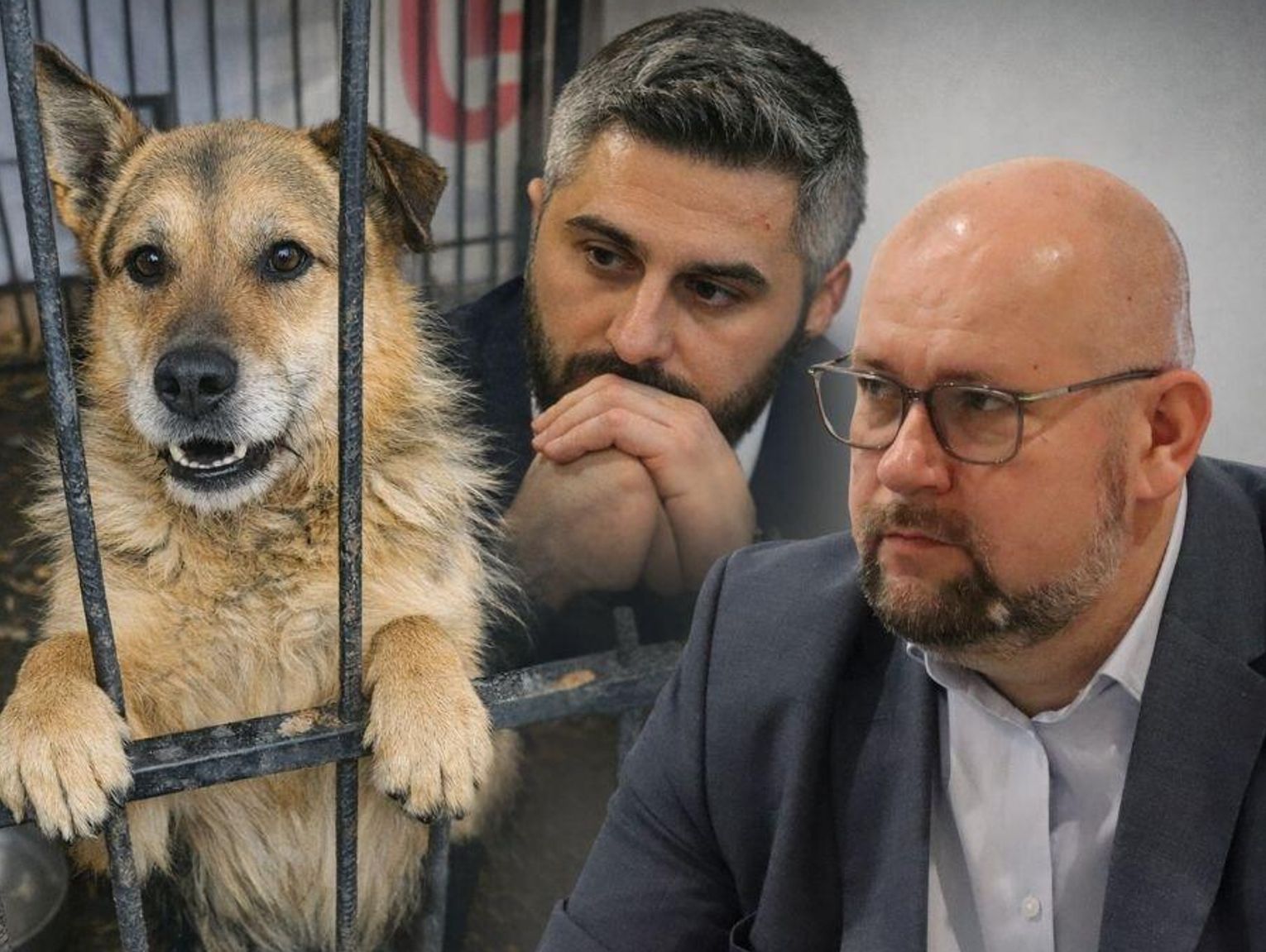 Miasto Chełm nie przekaże schroniska MPGK. Emocje wokół placówki wciąż nie opadają