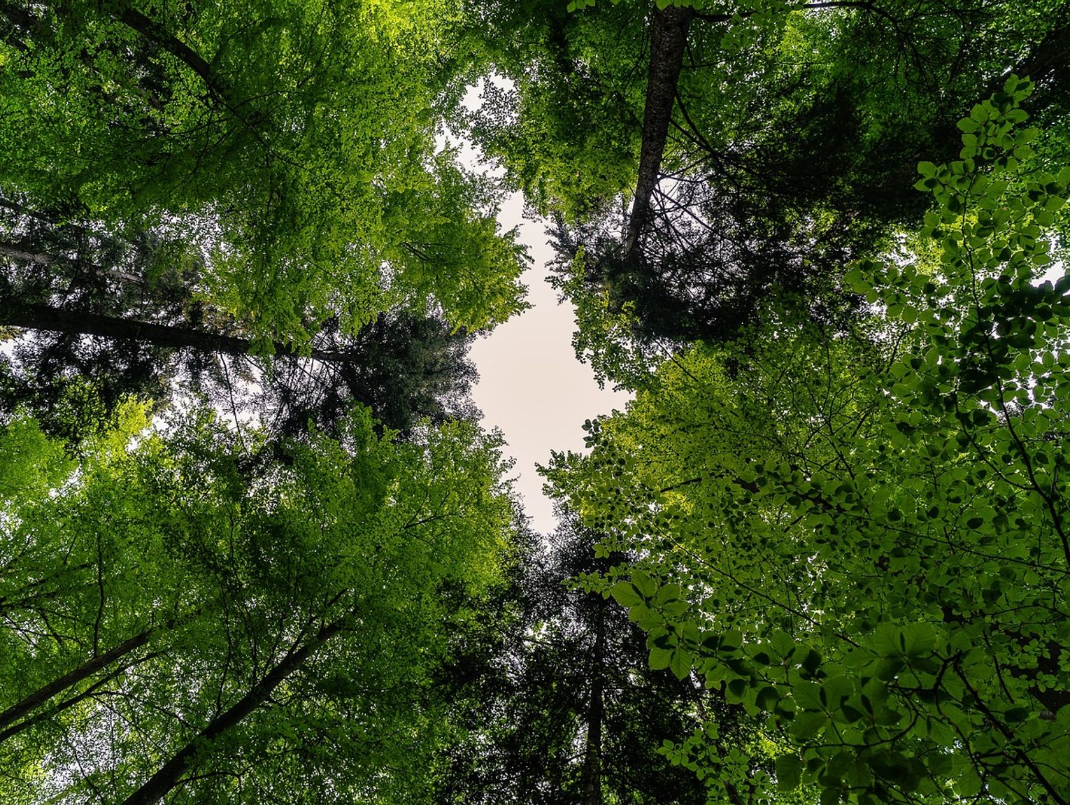 Dramatyczne chwile w lesie. Pomoc przyszła na czas. Znaleźli go rannego