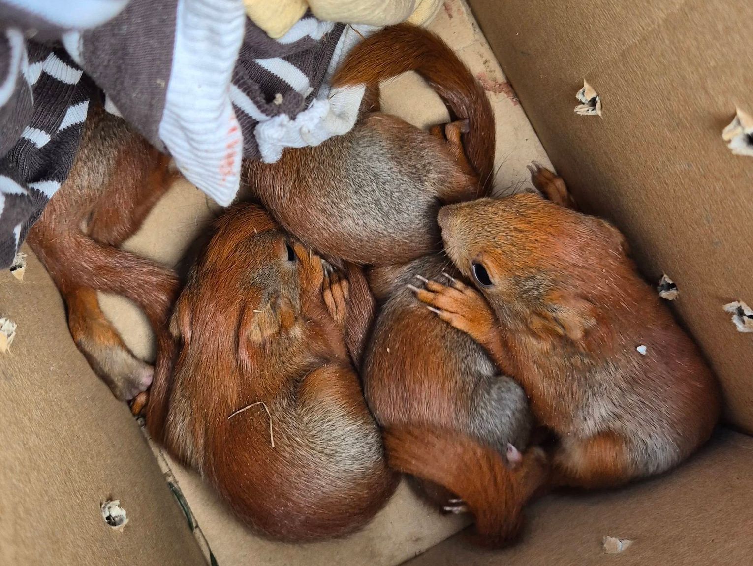 Piękna akcja naszego dziennikarza i jego sąsiada! Pięć osieroconych wiewiórek trafiło pod opiekę specjalistów [FILM, ZDJĘCIA]