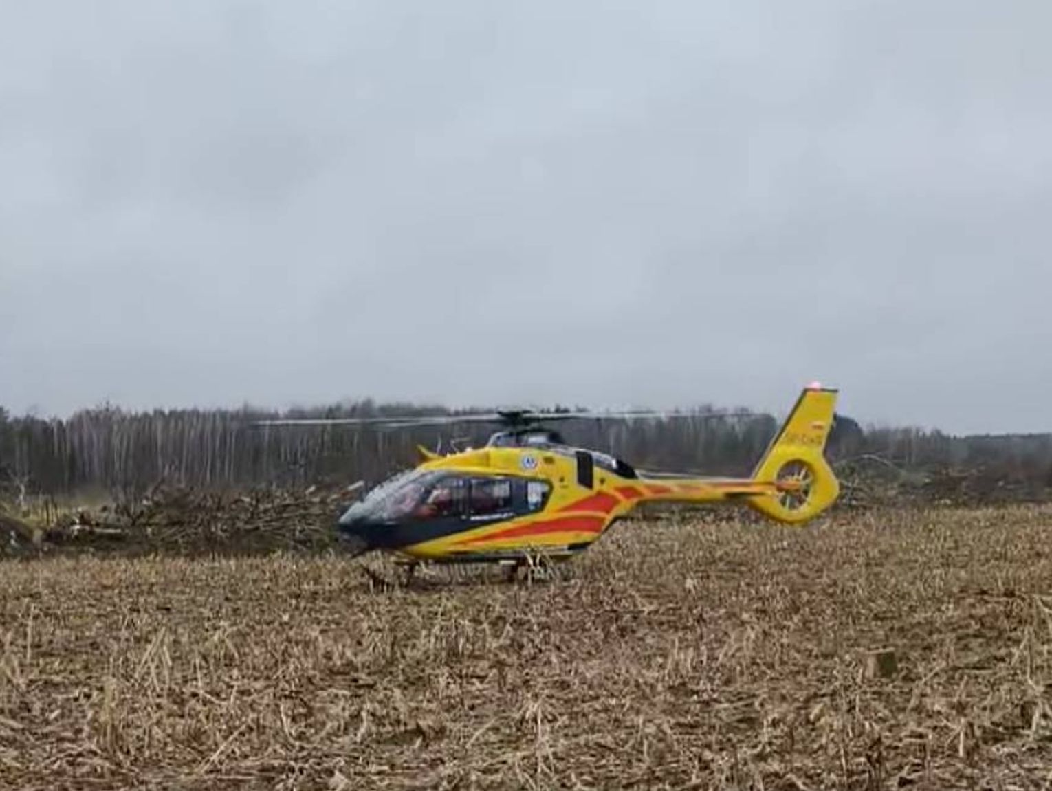 Podczas wycinki upadające drzewo uderzyło mężczyznę. Zabrany do szpitala śmigłowcem LPR [FILM]