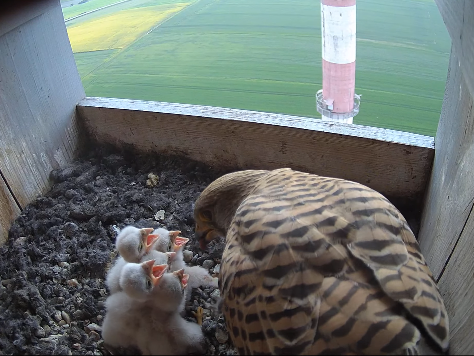 Podsumowanie sezonu lęgowego 2025. Pustułki mają się dobrze