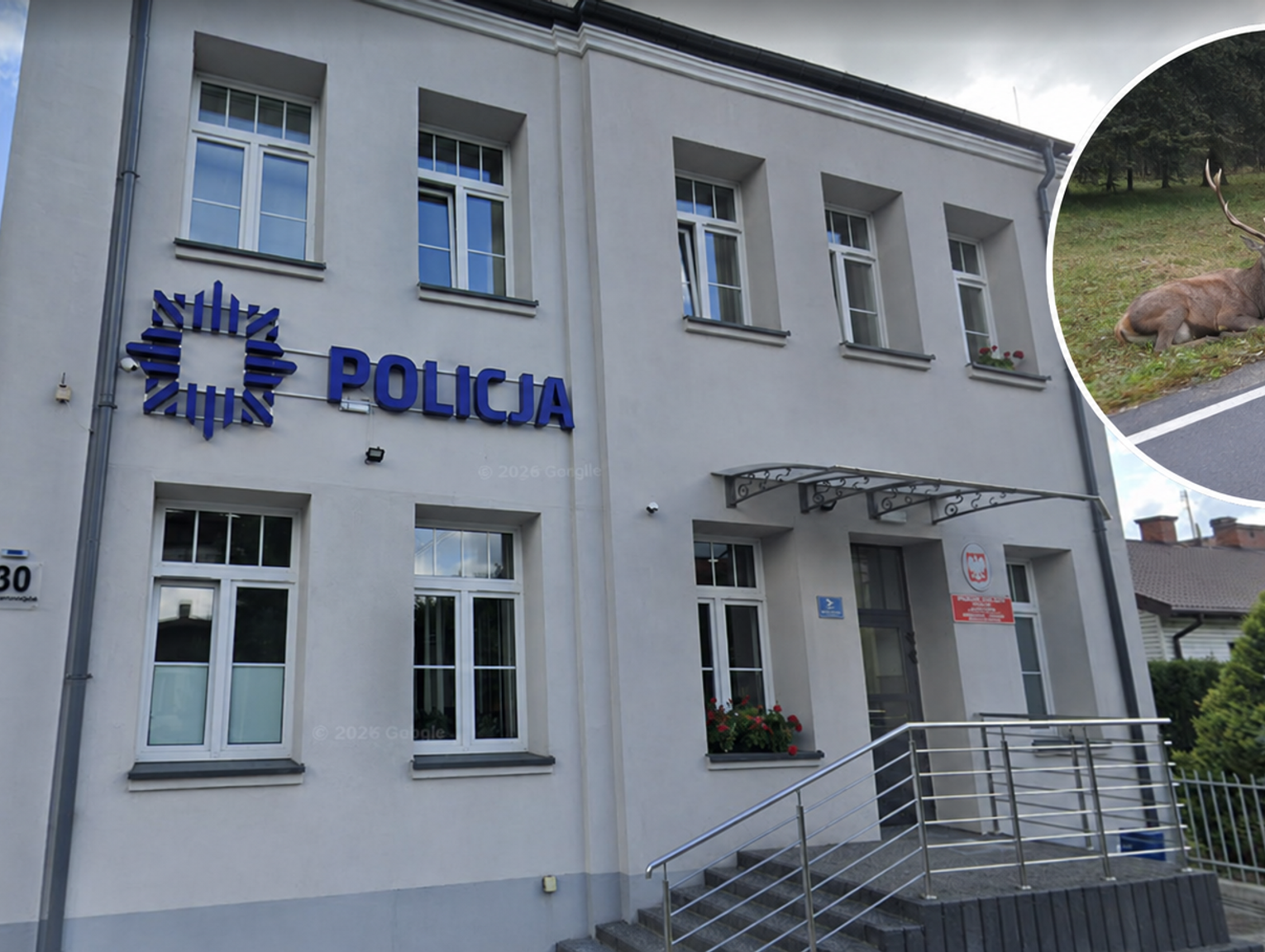 Policjant wydalony ze służby za brak pomocy potrąconemu zwierzęciu