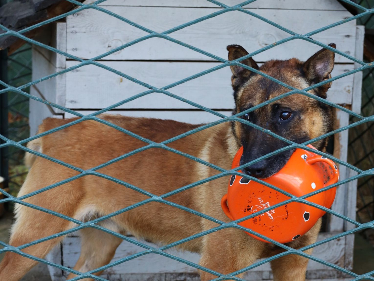 Powiat chełmski. Gminy otwarte na cztery łapy. Tak samorządowcy dbają o zabłąkane zwierzaki