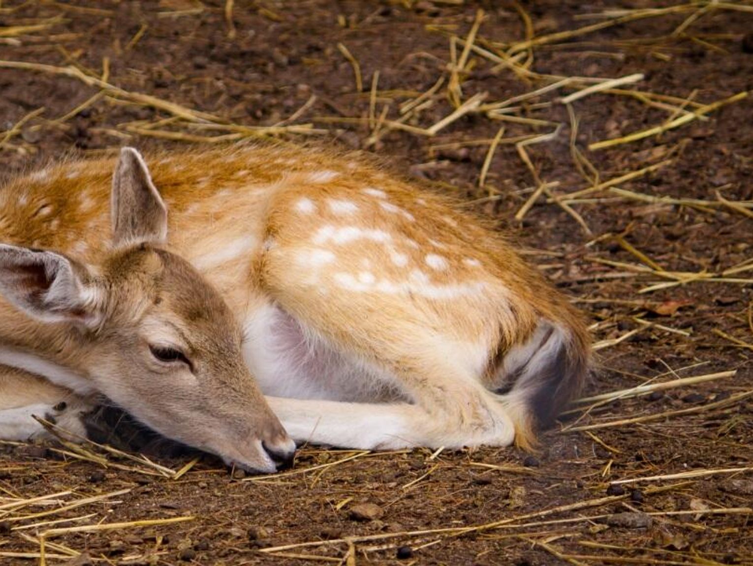 Powiat włodawski. Dwie sarny i bocian pod kołami aut