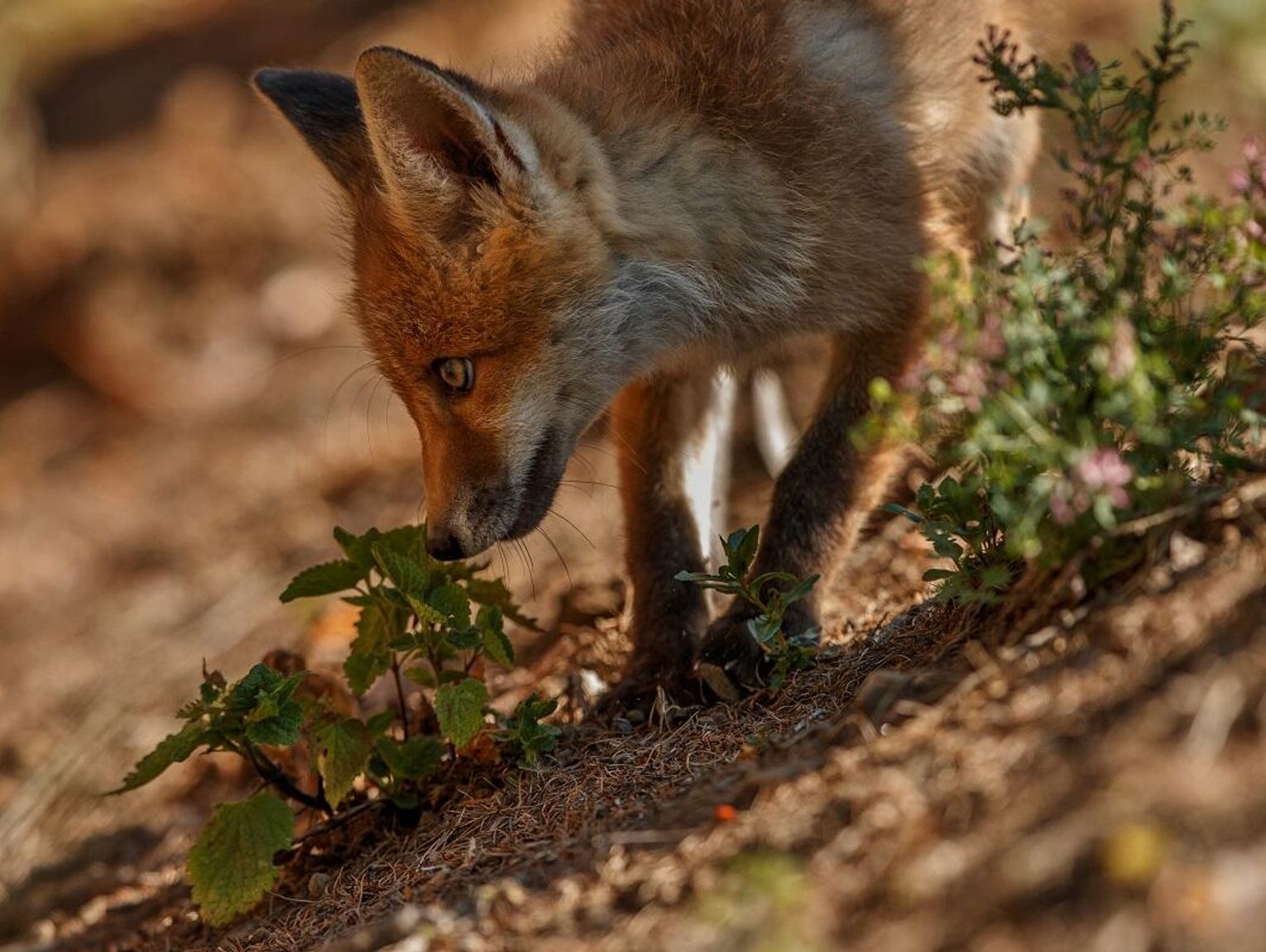 Region. Jesienna akcja szczepień lisów przeciwko wściekliźnie. Co warto wiedzieć?