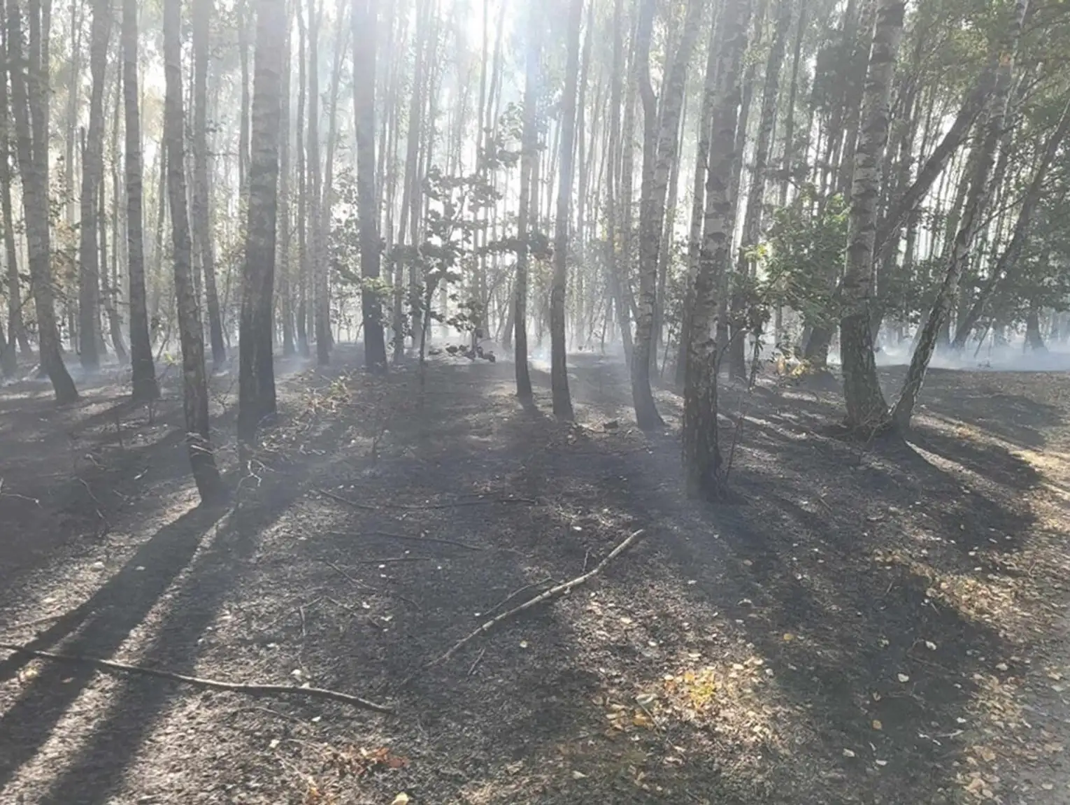 Region. Płoną lasy, bo jest susza. Zawinił też wiatr