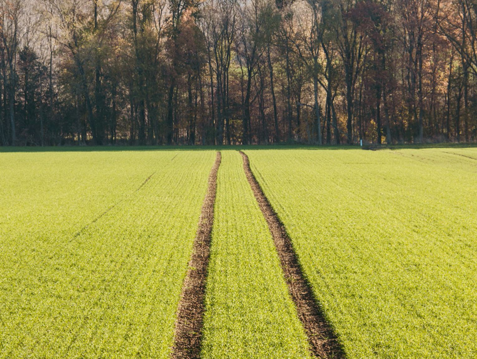 Region. Synergia na polu. Rolnik i myśliwy w walce o plony