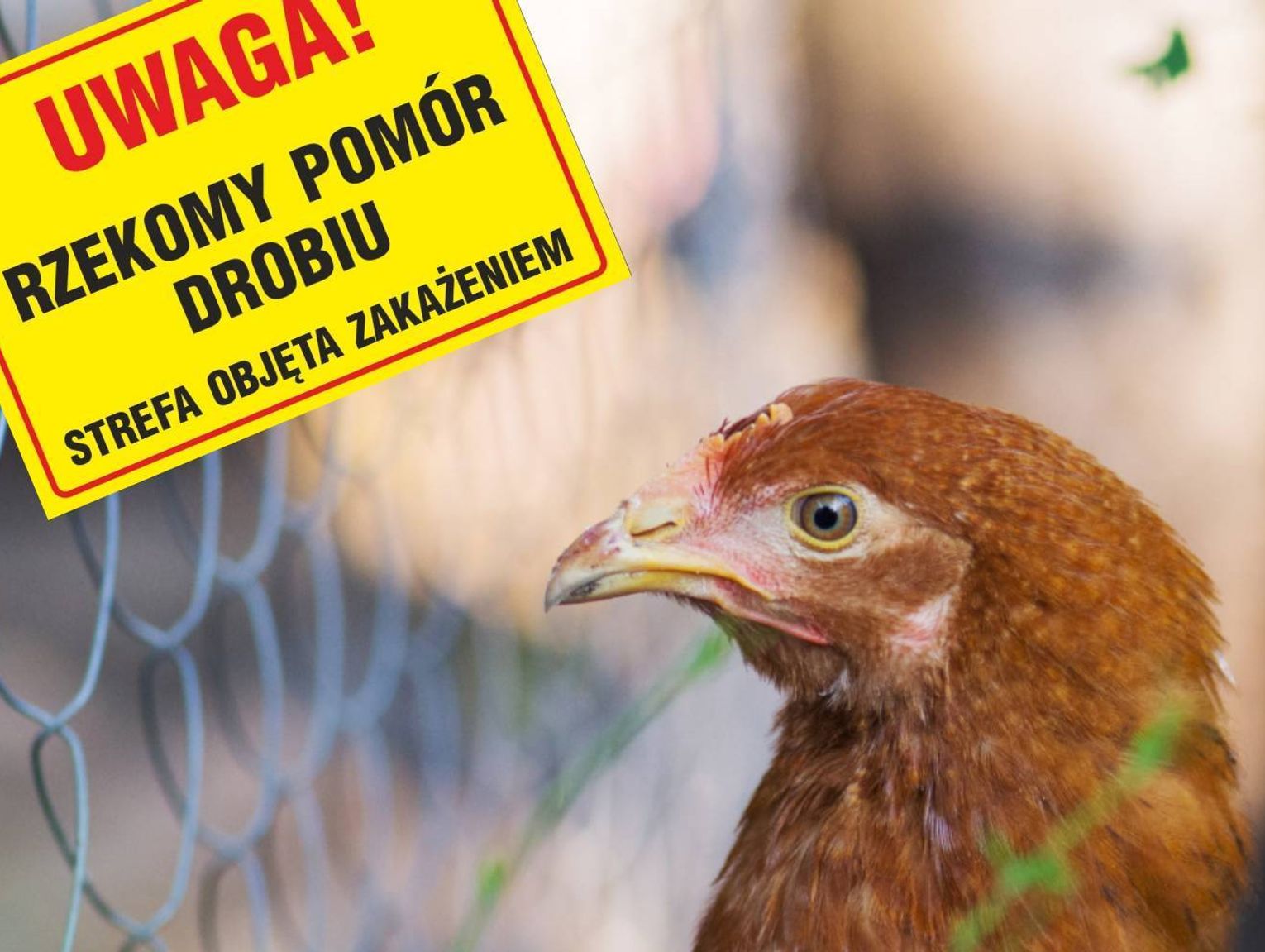 Rzekomy pomór drobiu w powiecie chełmskim. Martwe gołębie znaleziono przy lesie