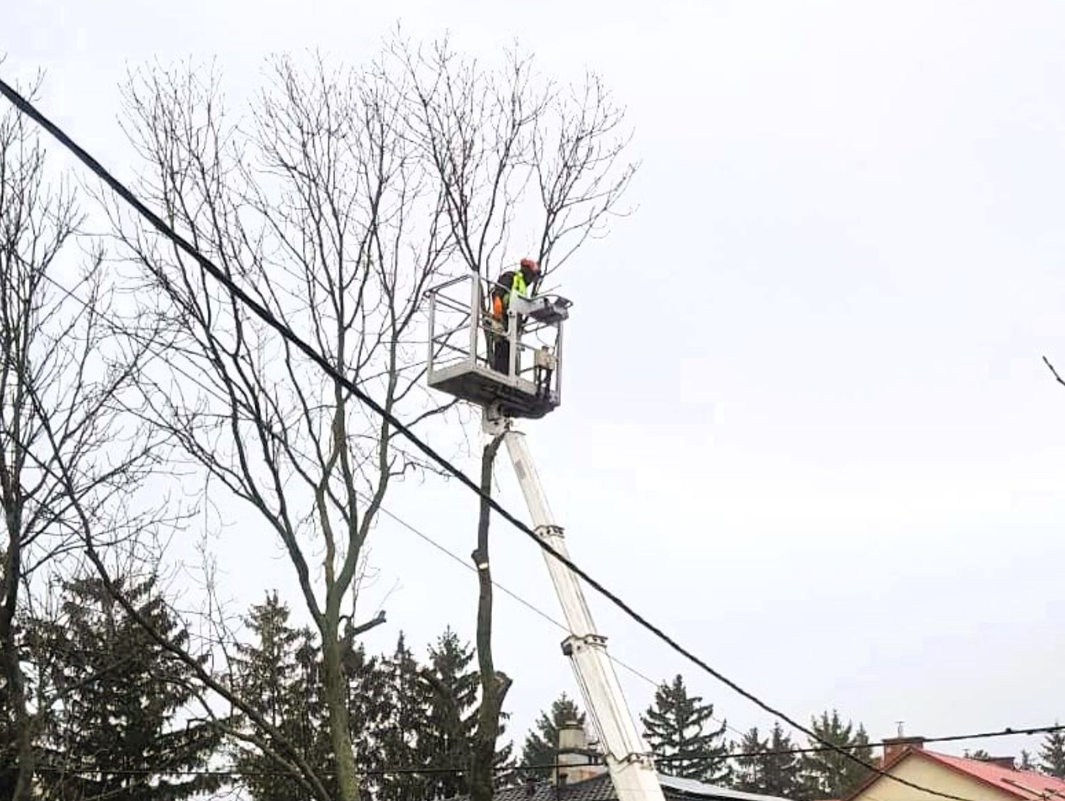 Ktoś podtruwał jesion rosnący przy ul. Wiejskiej w Chełmie? Sprawa zgłoszona na policję, drzewo wycięte