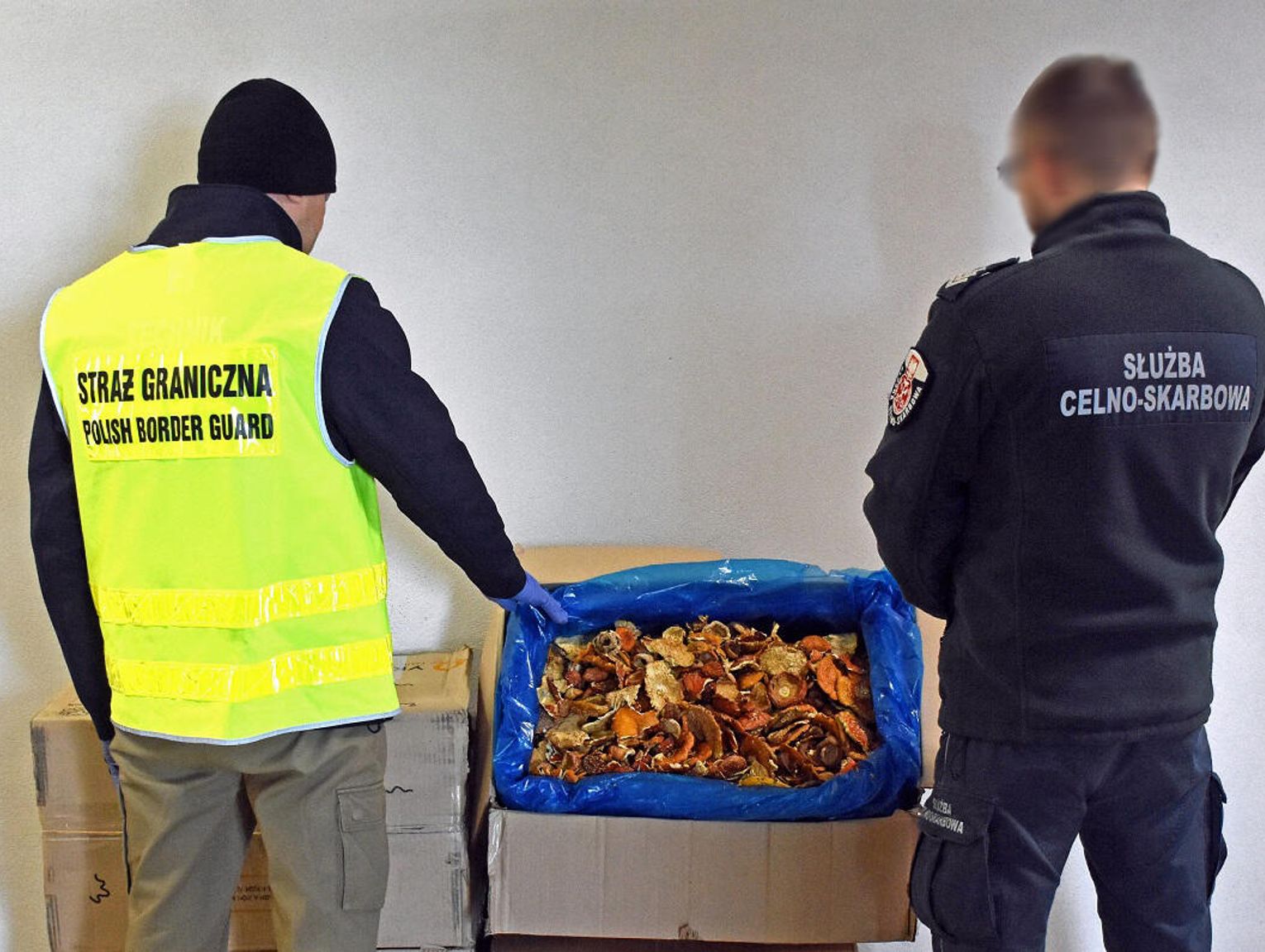 Toksyczna przesyłka w ciężarówce. 34 kg suszonych muchomorów przechwycili w Dorohusku pogranicznicy