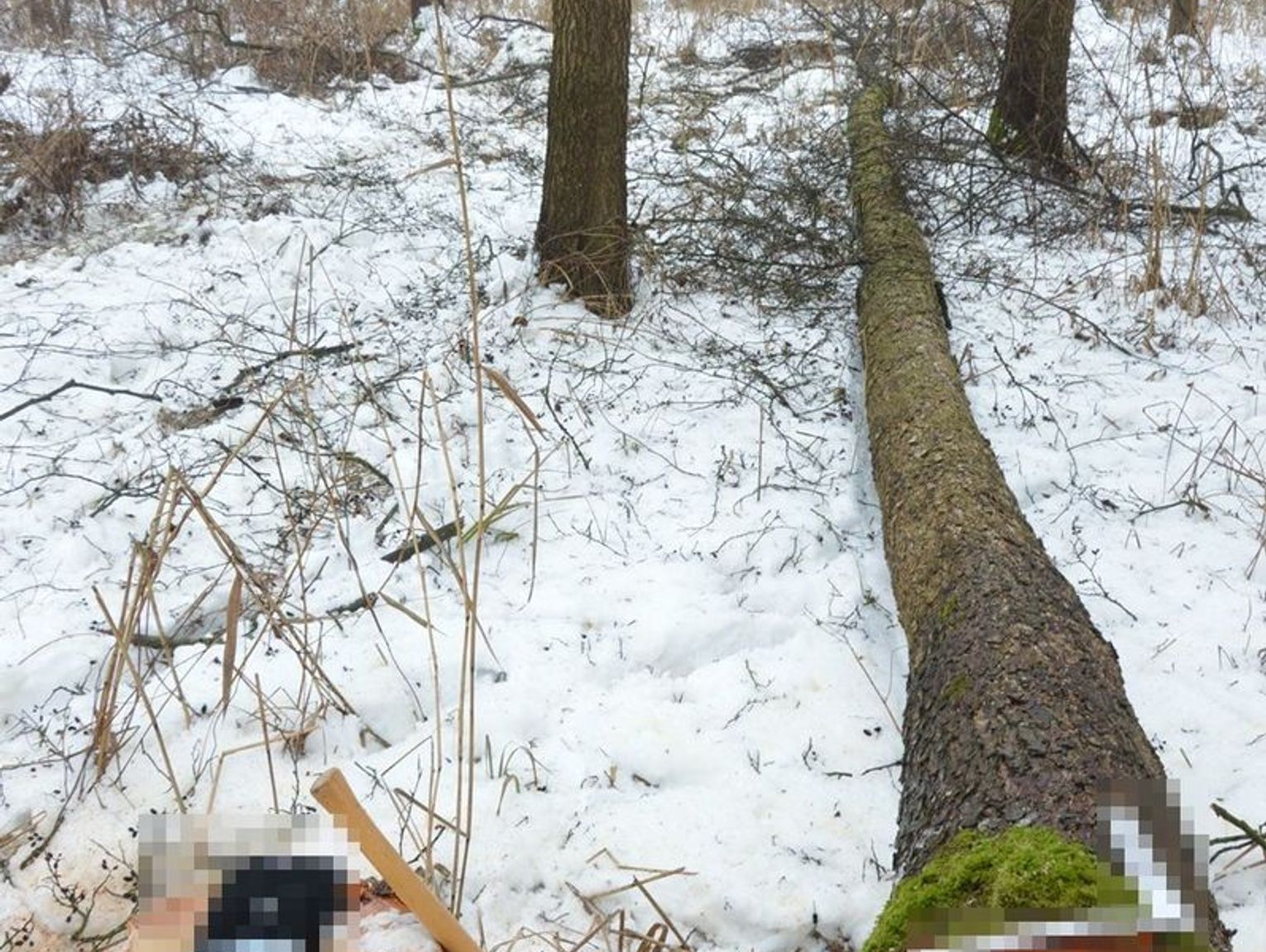 Tragedia w lesie. Nie żyje 66-letni mężczyzna