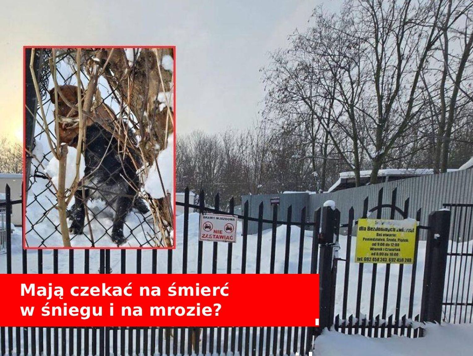 W chełmskim schronisku stare schorowane psy mają czekać na śmierć na mrozie? [FILM]