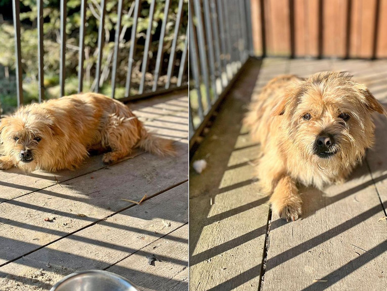 Wzrost kosztów i wypowiadane umowy. Gmina Wyryki walczy z problemem bezdomnych zwierząt